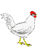 chicken animated