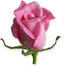 pink rose