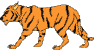 Animated Moving Tiger