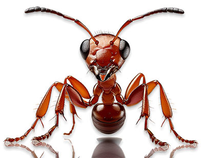 fire ant