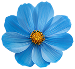 single flower
