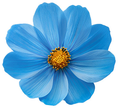 flower blue