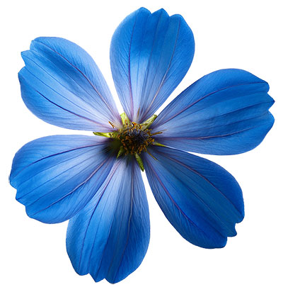 blue flower