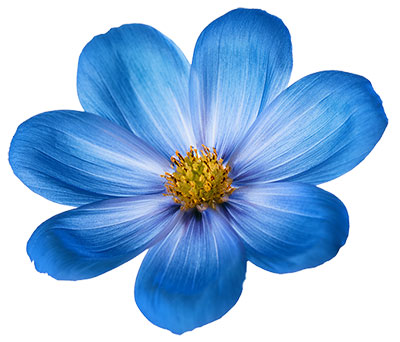 single flower
