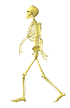 skeleton on the move